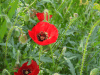 Common Poppy (Papaver rhoeas)