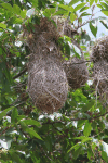 Nests Yellow-rumped Caciques