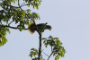 Orange-winged Amazon (Amazona amazonica)