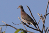 Pale-vented Pigeon (Patagioenas cayennensis)