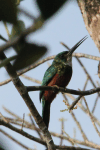 Green-tailed Jacamar (Galbula galbula)