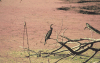 Oriental Darter (Anhinga melanogaster)