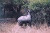 Nilgai Antelope (Boselaphus tragocamelus)