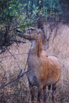 Nilgai Antelope (Boselaphus tragocamelus)