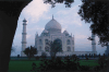 Taj Mahal Framed Tree