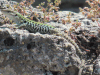 Southern Italian Wall Lizard (Podarcis siculus siculus)