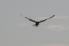 Whiskered Tern Flight