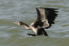 African Reed Cormorant Taking