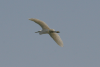 Western Little Egret Flight