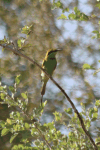 African Green Bee-eater ssp. viridissimus (Merops viridissimus viridissimus)