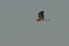 Western Grey Heron Flight