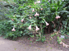 Angel's Trumpet (Brugmansia arborea)