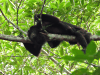 Yucatán Black Howler Monkey (Alouatta pigra)