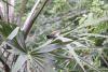 Pycnonotus barbatus layardi