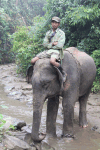 Mahouts Elephant