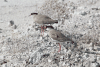 Vanellus coronatus