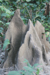 Termite Mound