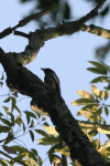 Rufous Treepie (Dendrocitta vagabunda)
