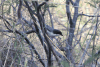 Black-capped Warbling Finch (Microspingus melanoleucus)