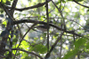 Grey-fronted Dove (Leptotila rufaxilla)