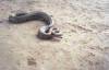 Boa constrictor (Boa constrictor)