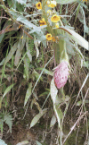 Sensitive Pea (Chamaecrista glandulosa)