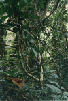 Liana Rain Forest Lianas
