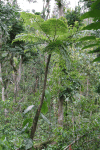 Tree Fern El Yunque