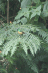 Regal Sunbird (Cinnyris regius)
