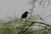 Passerine (Passeriformes fam.)