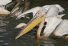 Close-up Great White Pelican