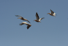 Group Pelicans Flight