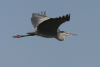 Black-headed Heron Flight