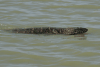 Nile Monitor (Varanus niloticus)