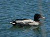 Mallard (Anas platyrhynchos)