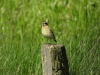 Whinchat (Saxicola rubetra)