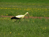 White Stork (Ciconia ciconia)