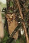 Serendib Scops Owl (Otus thilohoffmanni)