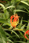 Flame Lily (Gloriosa superba)