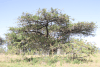 Paperbark Acacia var. woodii (Vachellia sieberiana woodii)