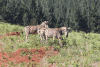 Equus quagga burchellii