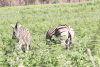 Equus quagga burchellii