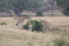 Giraffa camelopardalis