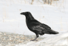 Northern Common Raven (Corvus corax principalis)