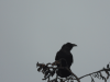 Corvus corax principalis