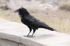 Southwestern Common Raven (Corvus corax sinuatus)
