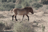 Przewalski's Horse (Equus ferus przewalskii)