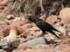 Corvus rhipidurus