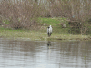 Grey Heron (Ardea cinerea)