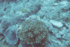 Coral Fish